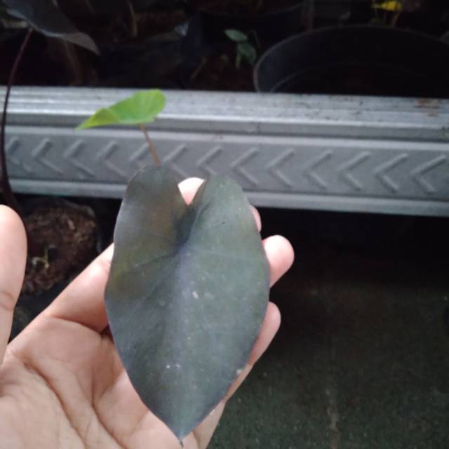 Colocasia black magic