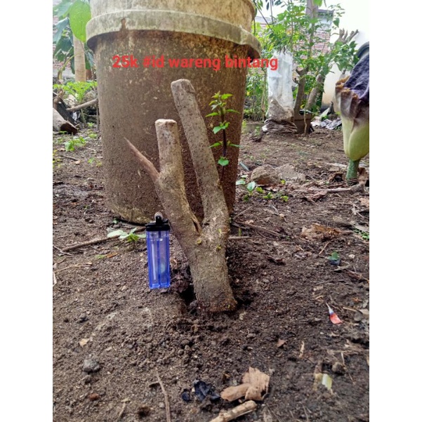 bahan bonsai wareng bintang