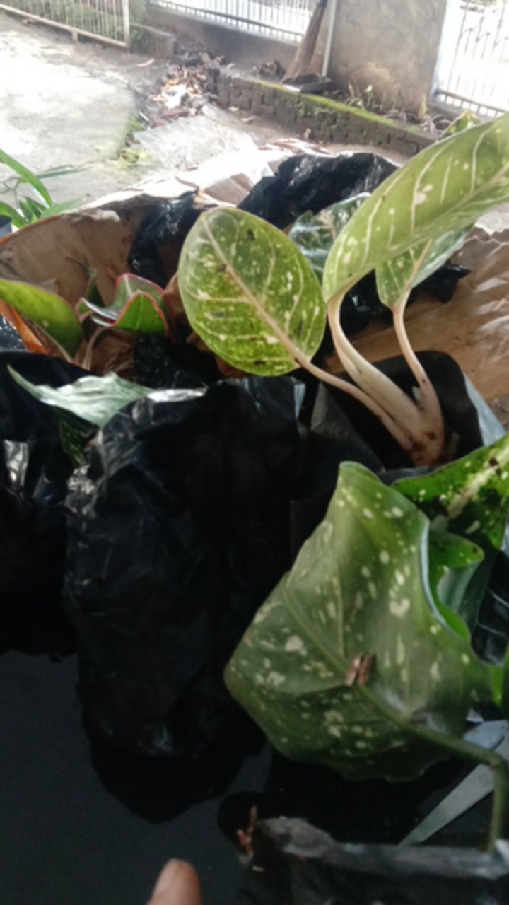 Tanaman Hias Paket 4 Aglonema Donakarmen/lifstik/snowit/srikit