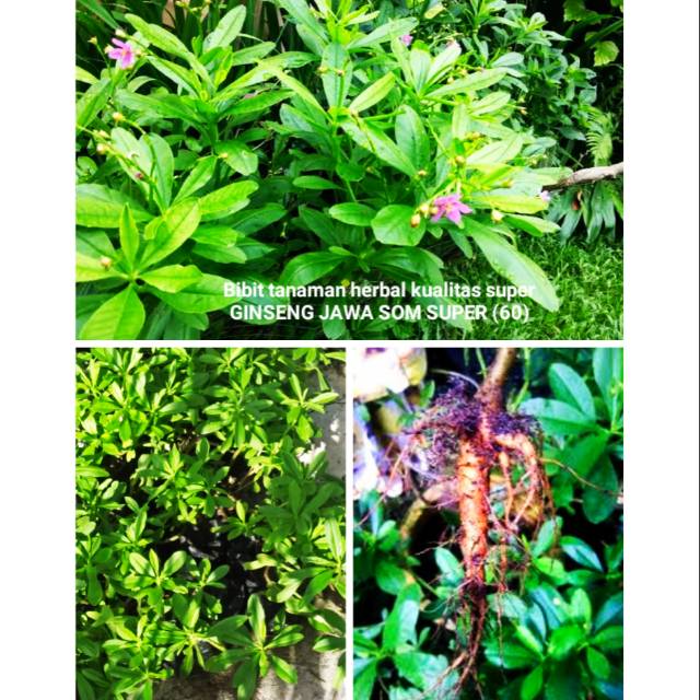 Jual Tanaman Obat Herbal Pohon Ginseng Jawa Jenis Super Gingseng Rempah Obat Pengobatan Kesehatan Tubuh Indonesia Shopee Indonesia