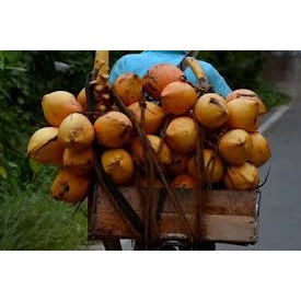 Bibit Kelapa Kopyor Hijau dan Kuning