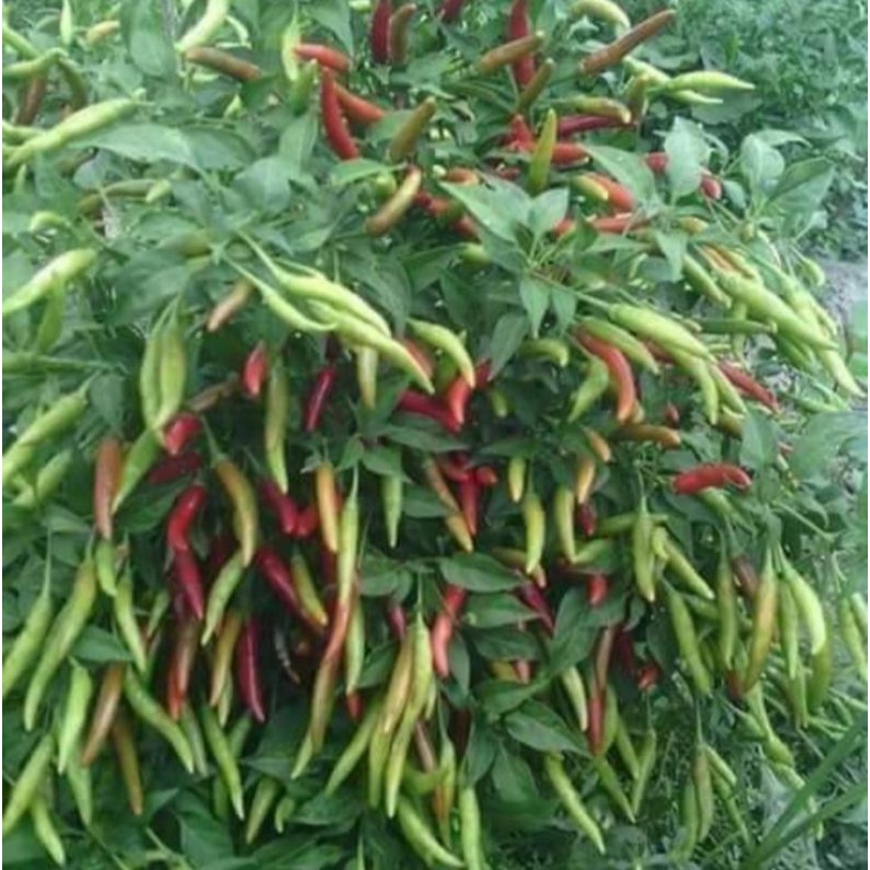 Benih Sayuran Cabe Rawit Merah Cap Panah Merah