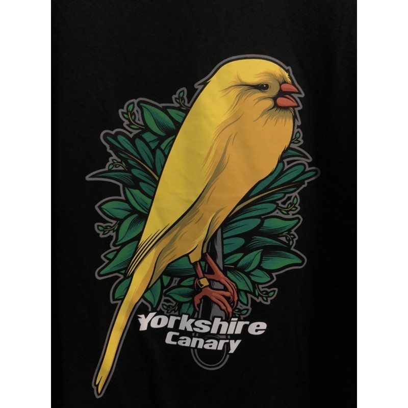 5000 Koleksi Gambar Burung Kenari Kartun HD