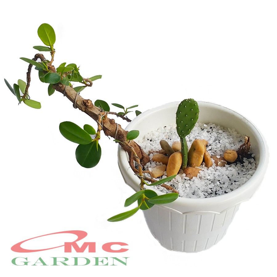 Tanaman Hias Pohon Bonsai Mame Beringin Korea Mini Dolar Kaktus Centong B-BK-003