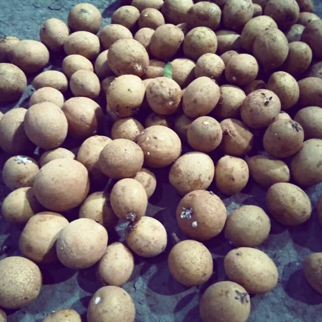 

Di jual buah sawo ready stoke 1kg 17.000