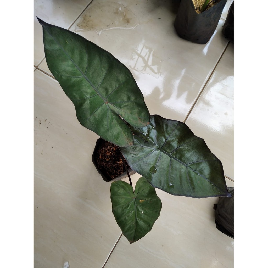 Tanaman sente hitam / sente wulung / keladi hitam