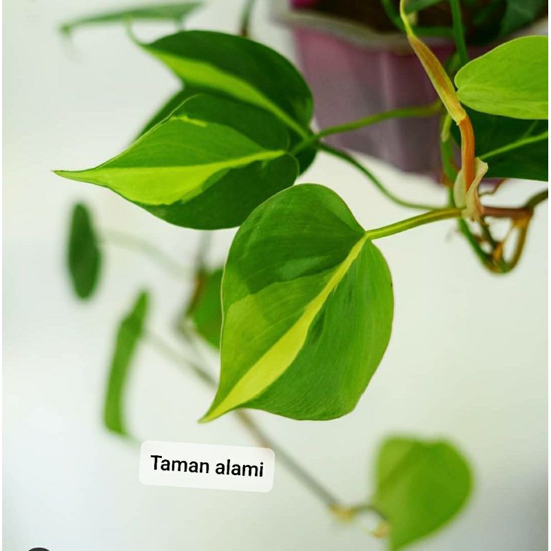 philo brazil rimbun - sirih brazil rimbun