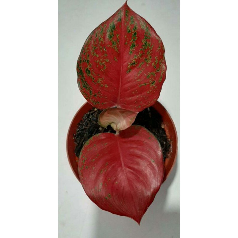 Ragam'S: Tanaman hias aglonema Red Borju Mutasi