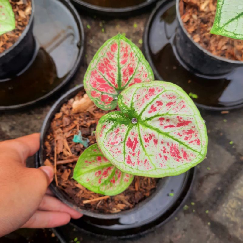 Caladium Big Boss / Tanaman Hias Keladi Thai Series bibit