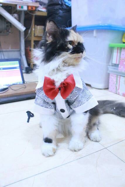 Tuxedo hitam putih totol-totol lucu untuk kucing size S M L XL