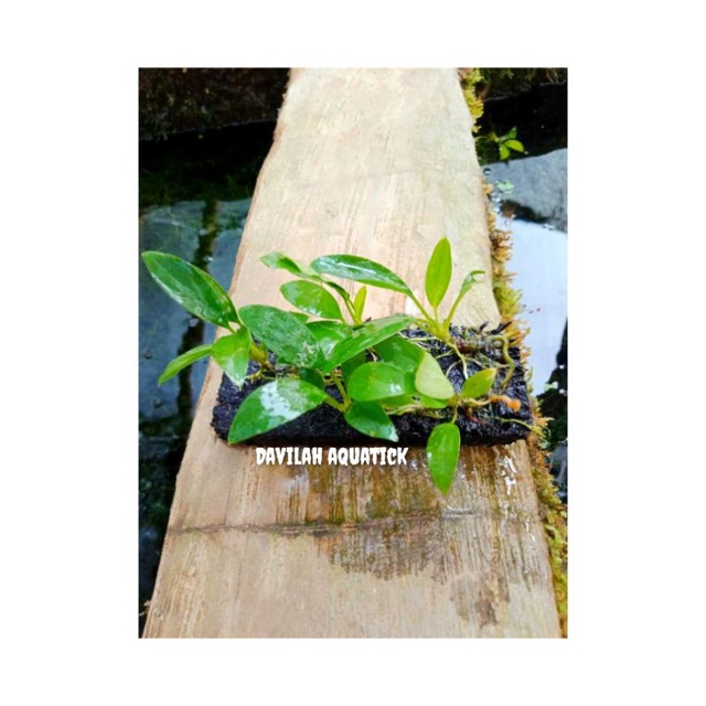 anubias sp mini Tanaman aquascape hiasan aquarium