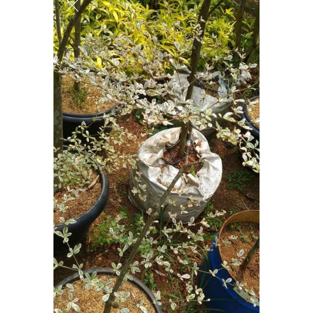 jual bibit tanaman pohon ketapang kencana varigata putih bibit / biji h3ro