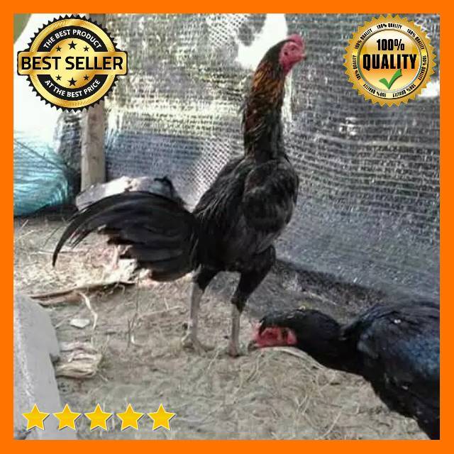 PAKET 10 BUTIR TELUR AYAM PAKHOY FERTIL BERKWALITAS  ORIGINAL F1 / TELUR FRESH BERGARANSI TERLARIS