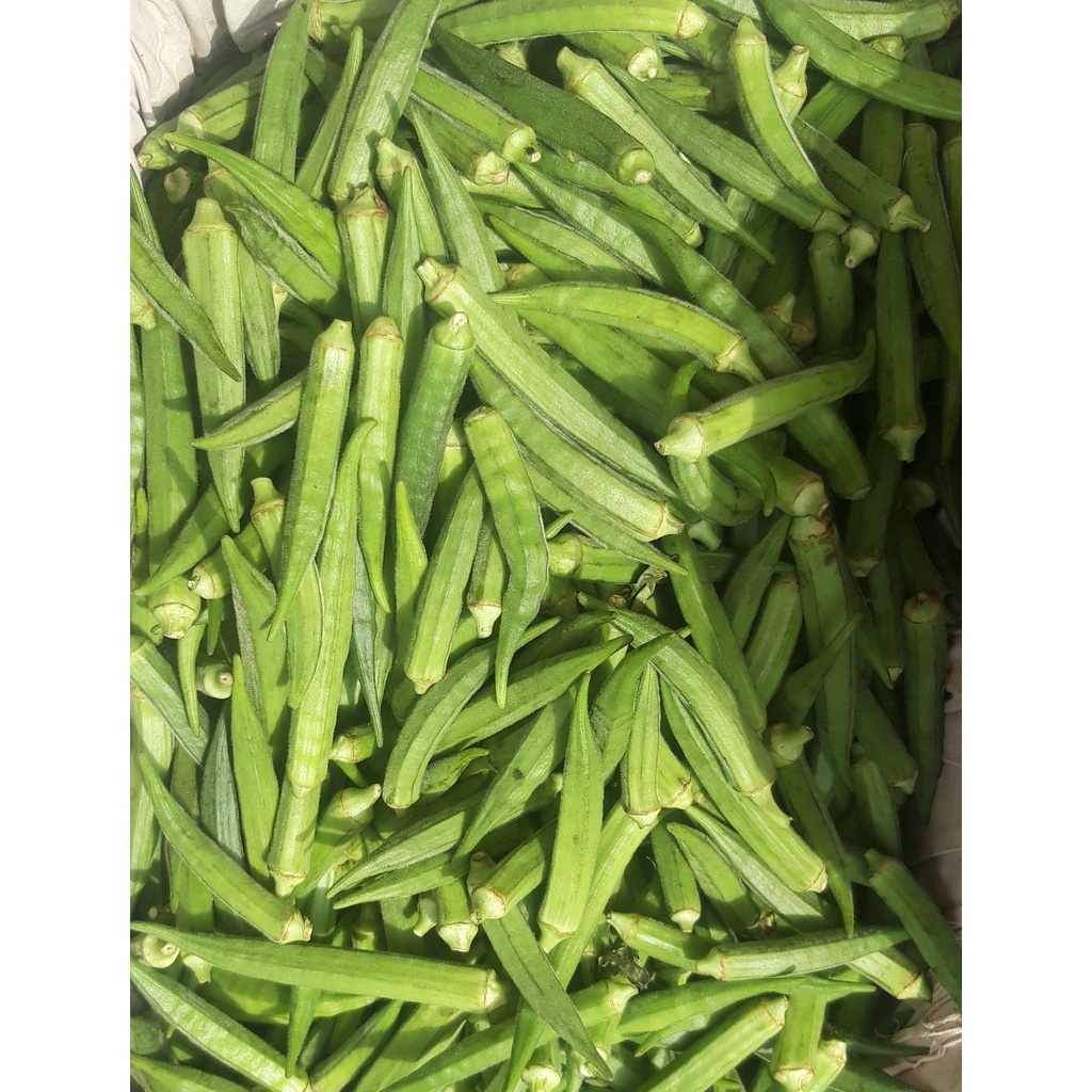 

Jual SAYUR OKRA HIJAU FRESH 1 KG