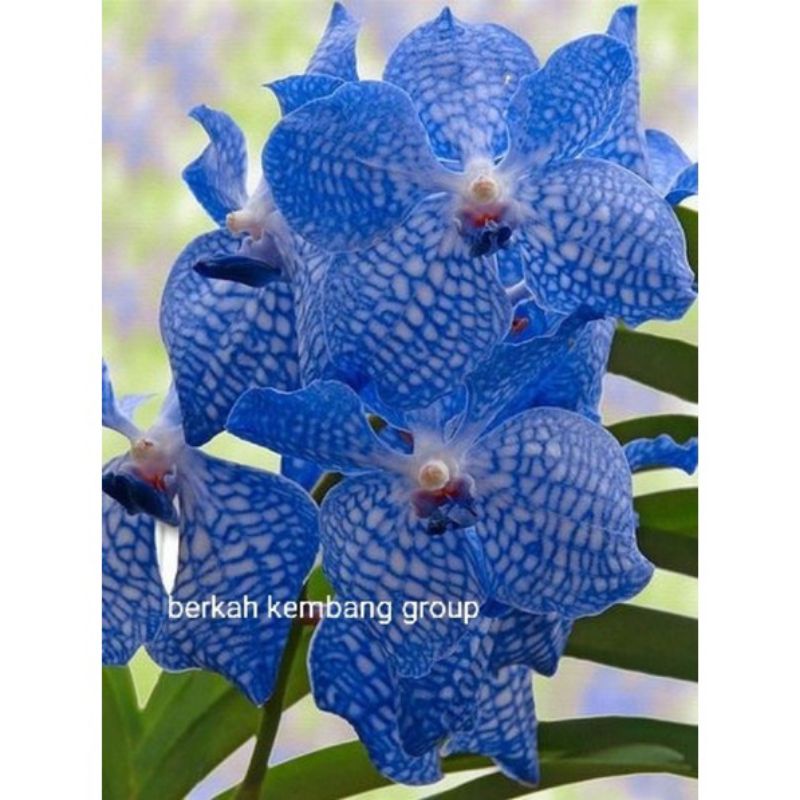 TANAMAN HIAS ANGGREK VANDA//BLUE CANDY