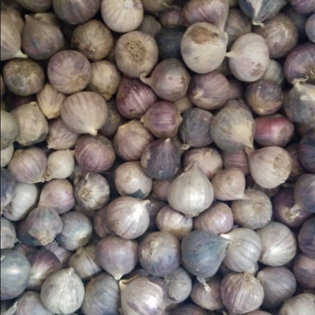 

Bawang Putih Tunggal 500 g (1/2 kg) / Bawang Lanang Tunggal Fresh Kwalitas Bagus