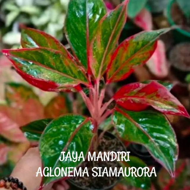 AGLONEMA SIAMAURORA SUPER (LIPSTIK MERAH)
