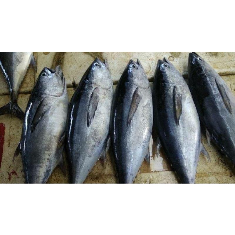 

Ikan Tuna Segar