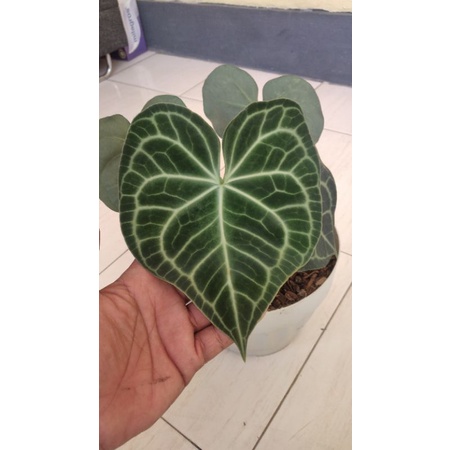 Kuping gajah Tarantula / clarinervium