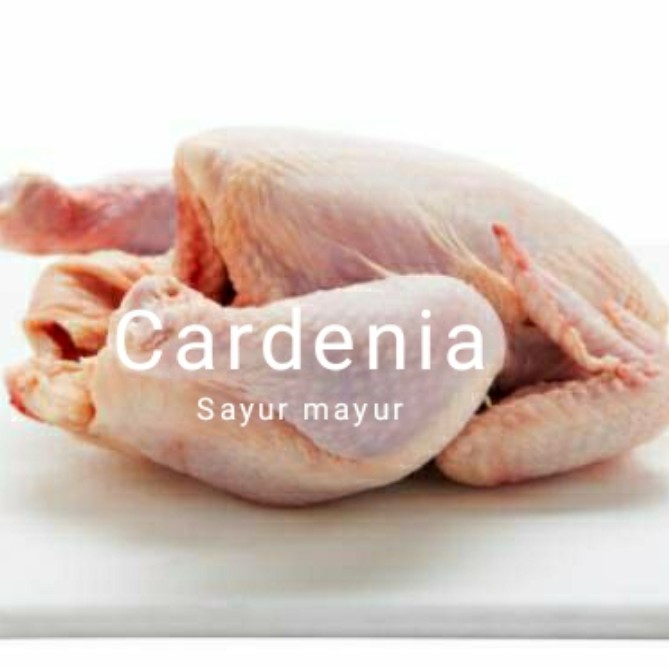 

ayam broiler, daging segar