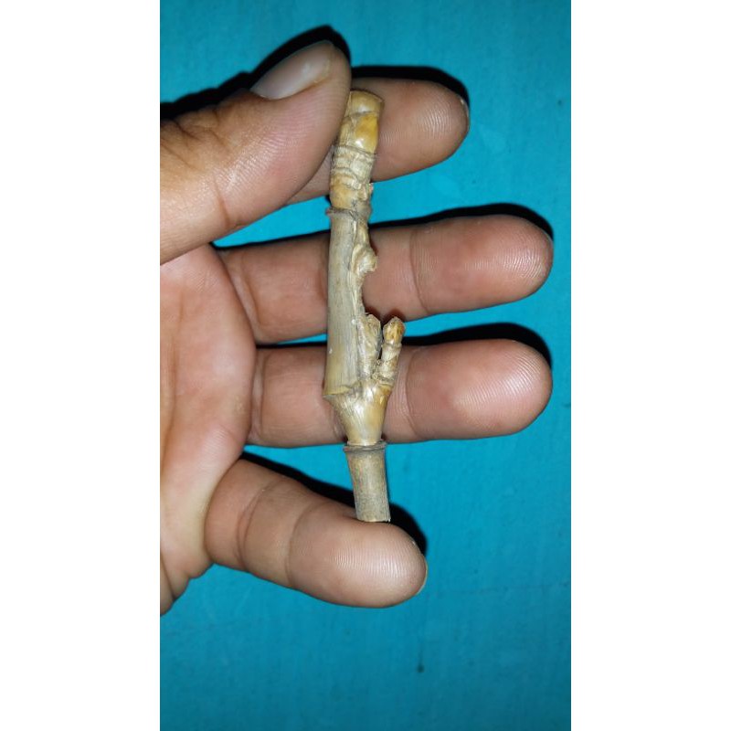 bambu unik