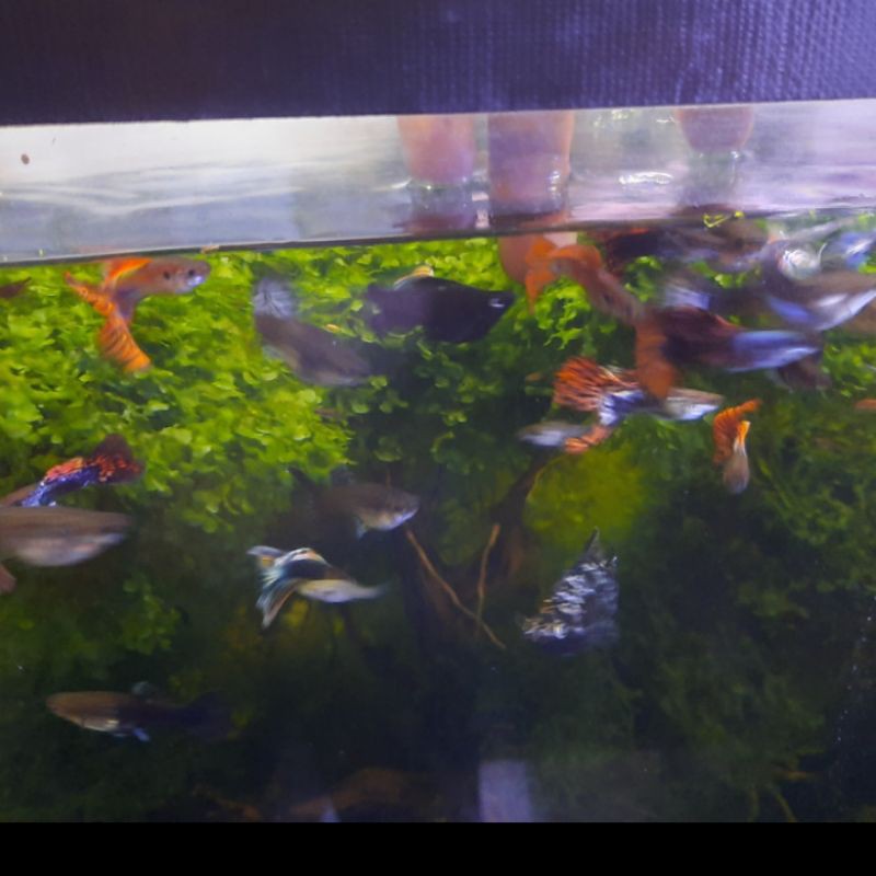 ikan guppy cendolan