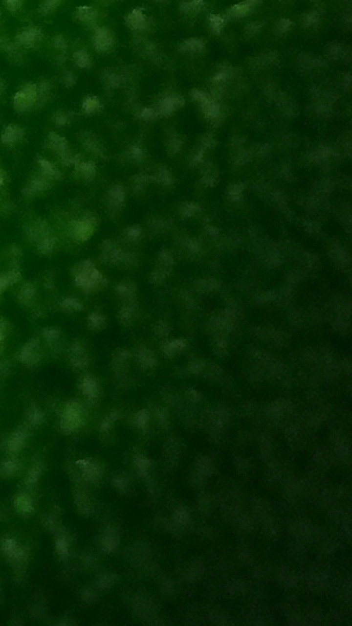 Joliecollections Raket Tepokan Lalat Alat Tepuk Lalat Penepuk Lalat