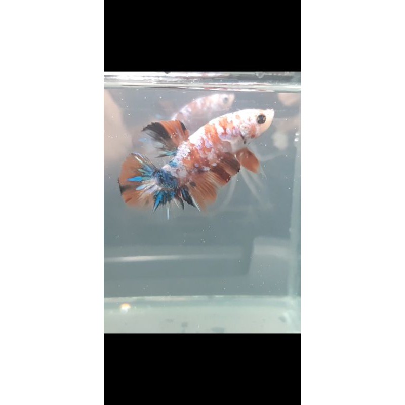 ikan cupang koi galaxy masking REAL PICT