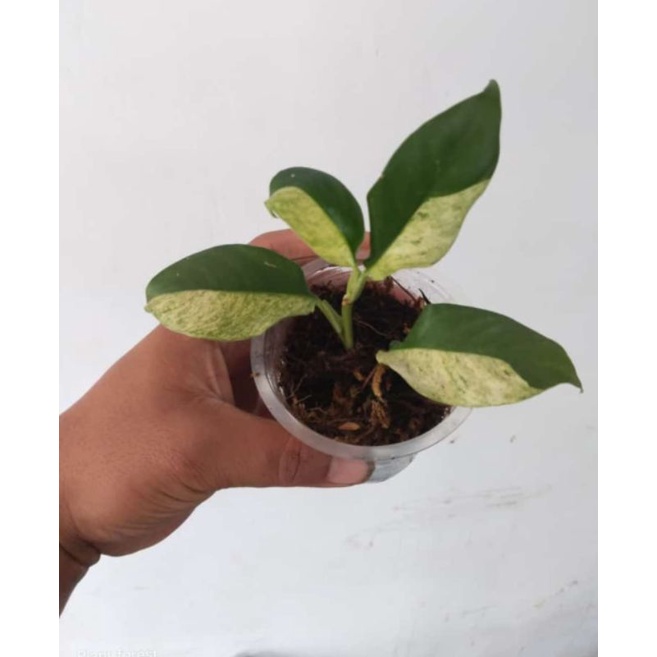 raphidopora puberula variegata kode Plant. f