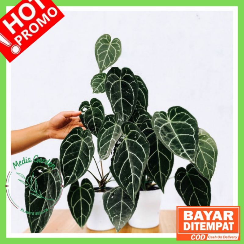 ANTHURIUM KUPING GAJAH CRISTALINUM