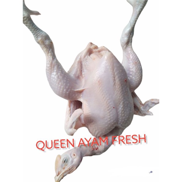 

AYAM BOILER 1,5 KG (HIDUP)
