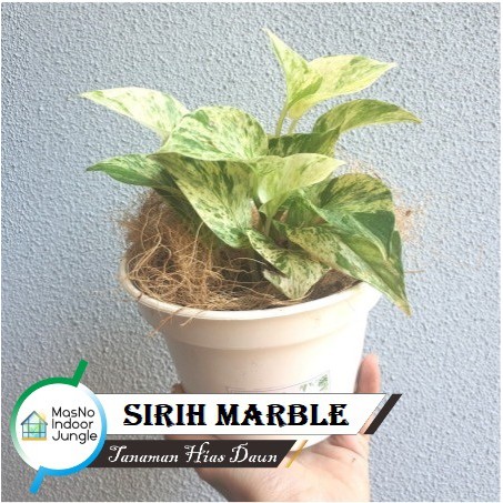 Tanaman Daun Sirih Marble Putih - Bibit Tanaman Hias Hidup Sirih Belanda bergaransi - tanaman indoor