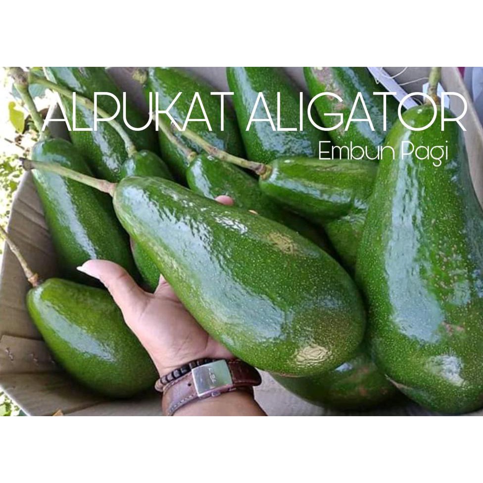 Benih Bibit Buah Terlaris Bibit Pohon Buah Alpukat Aligator Jumbo Obr