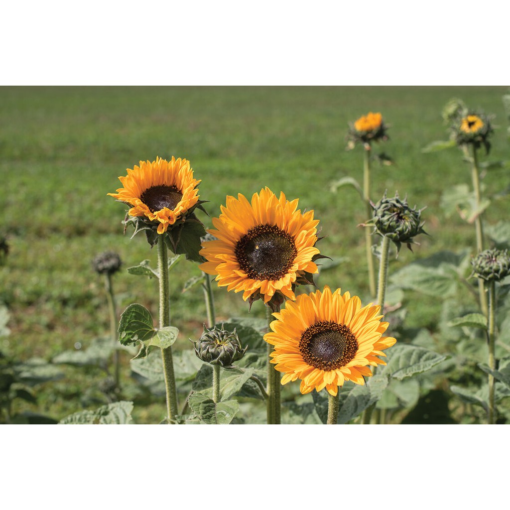 Benih Bibit Biji - Sunflower Golden Dwarf Soraya Bunga Matahari Emas Kerdil Seeds - IMPORT