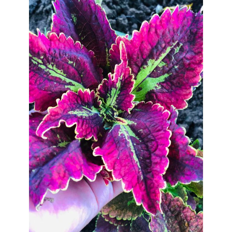 miana_premium/miana_langka/miana_unik/jawerkotok/coleus