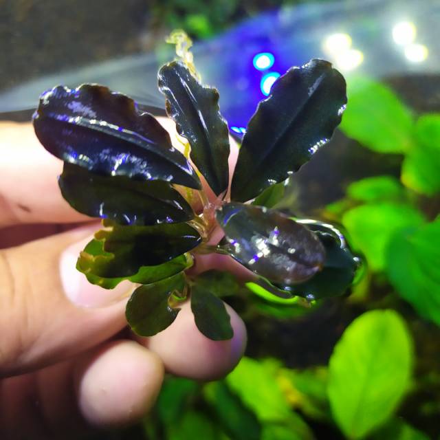 bucephalandra sp hades purple blue