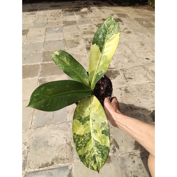 Diven big Ben Varigata Panglima Varigata Realpict daun 4 otw 5