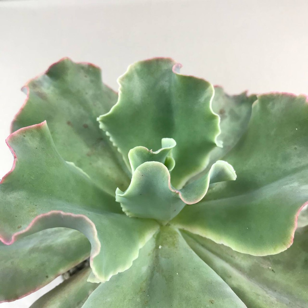 Kaktus Sukulen (Echveria Shaviana Medium Size) Tanaman Hias Hidup