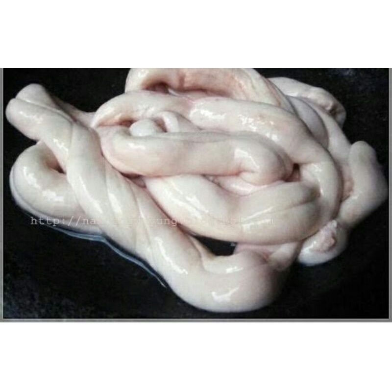 

Olor / sum" sapi