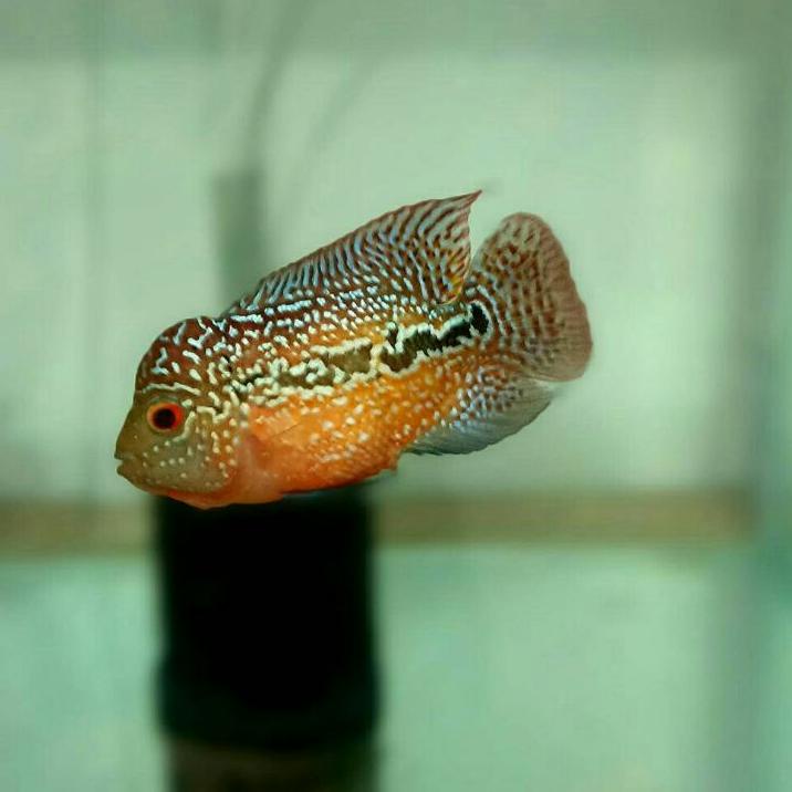 ➸ [Beli 2 Gratis 1] Ikan Louhan Kamfa F3 Jenong Uk 6-8 cm ➩