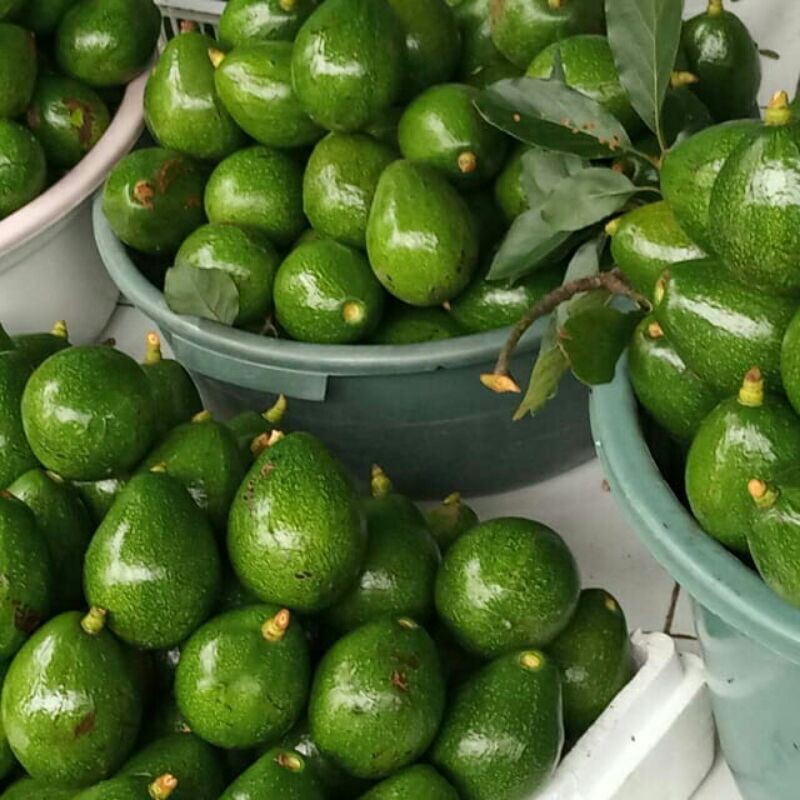 

alpukat mentega 1kg isi 2,3