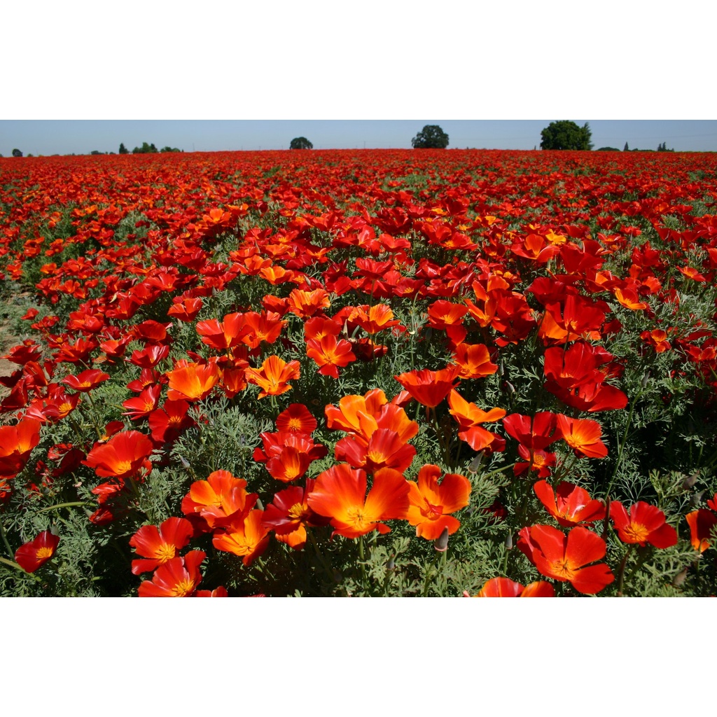 Benih Bibit Biji - Bunga California Poppy Red Chief (Eschscholzia californica) Flower Seeds - IMPORT