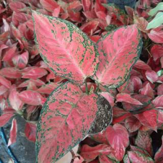  AGLAONEMA  AGLONEMA BIG APPLE  MURAH ratudaun nursery 