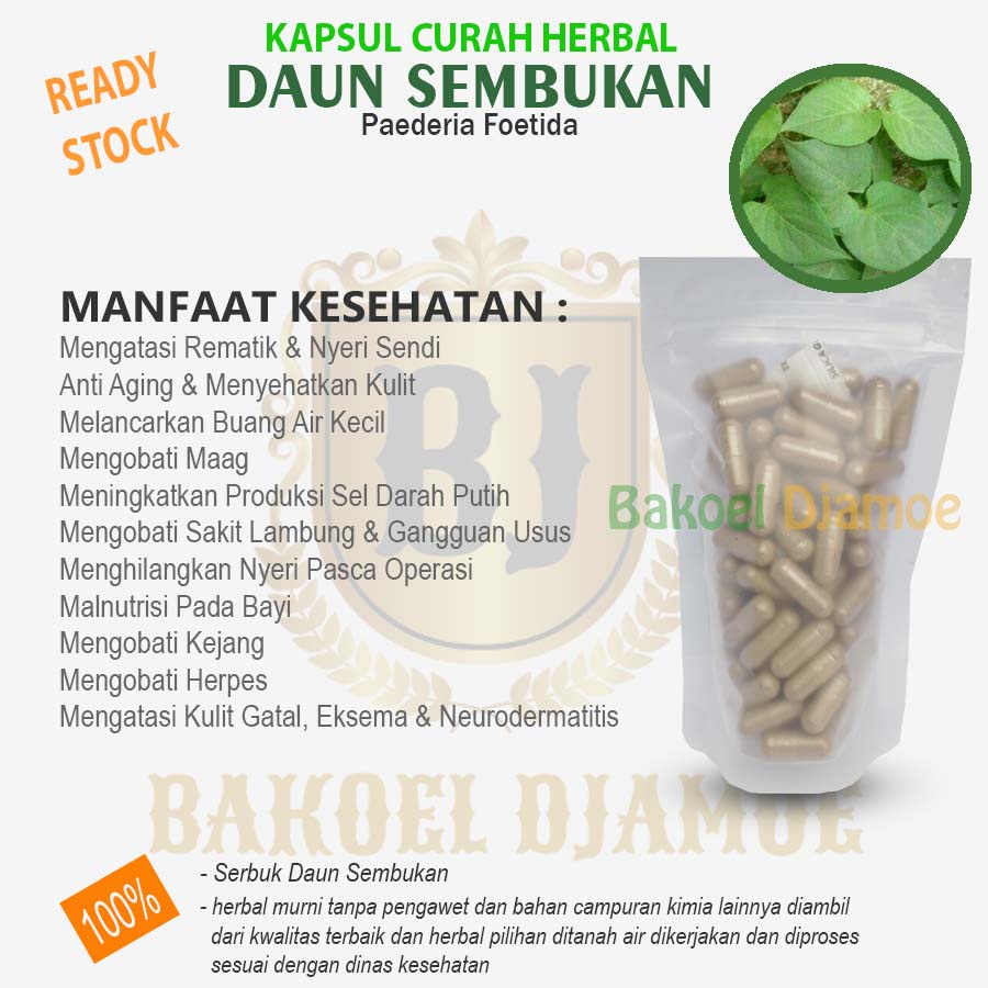 

Kapsul curah herbal daun sembukan kapsul herbal rematik nyreri sendi