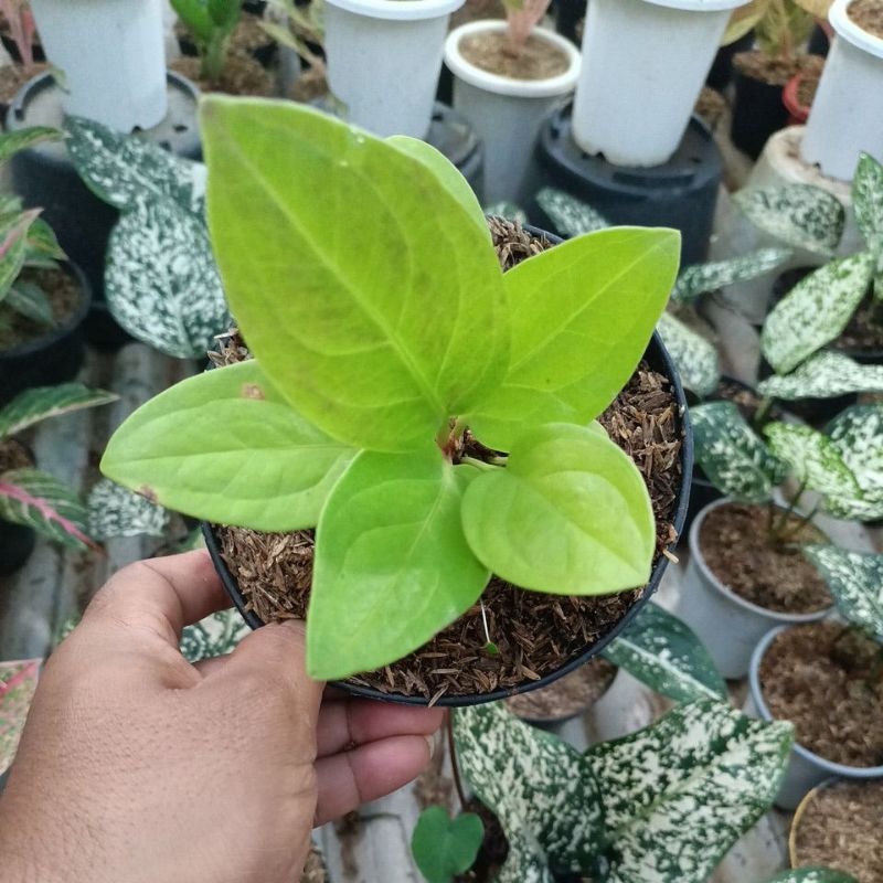 ANTHURIUM JEMANI GOLDEN