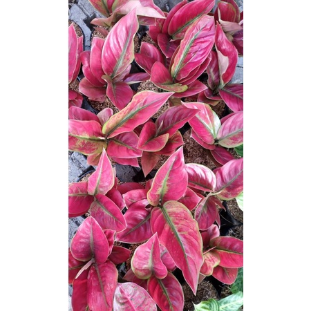 Aglonema Ayunindi Remaja (6-7-8 Daun)
