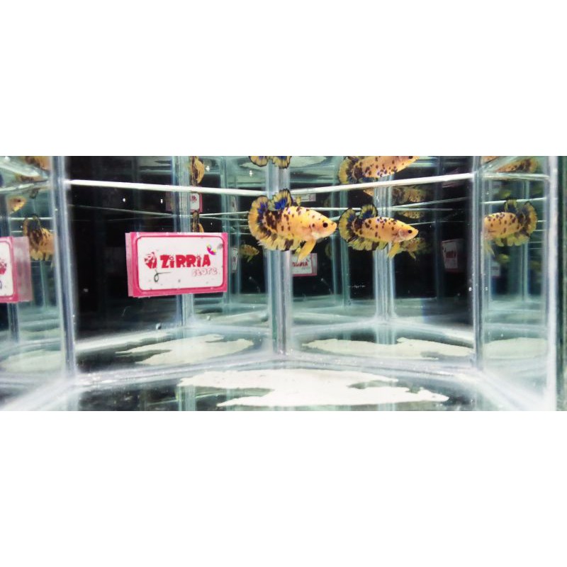 Cupang Yellow Base Yellow Koi Real PICTURE / Real PIC / Real PICT / Real Foto / Real Video Size L