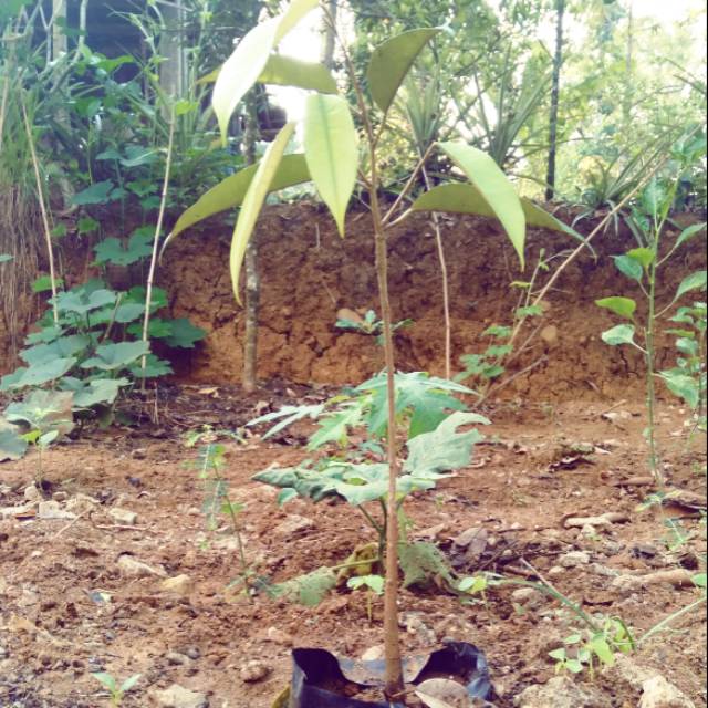 Bibit durian monthong bawor asli banyumasan