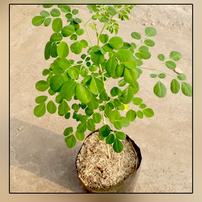 ( BISA COD ) Tanaman hias hidup pohon kelor - tanaman herbal