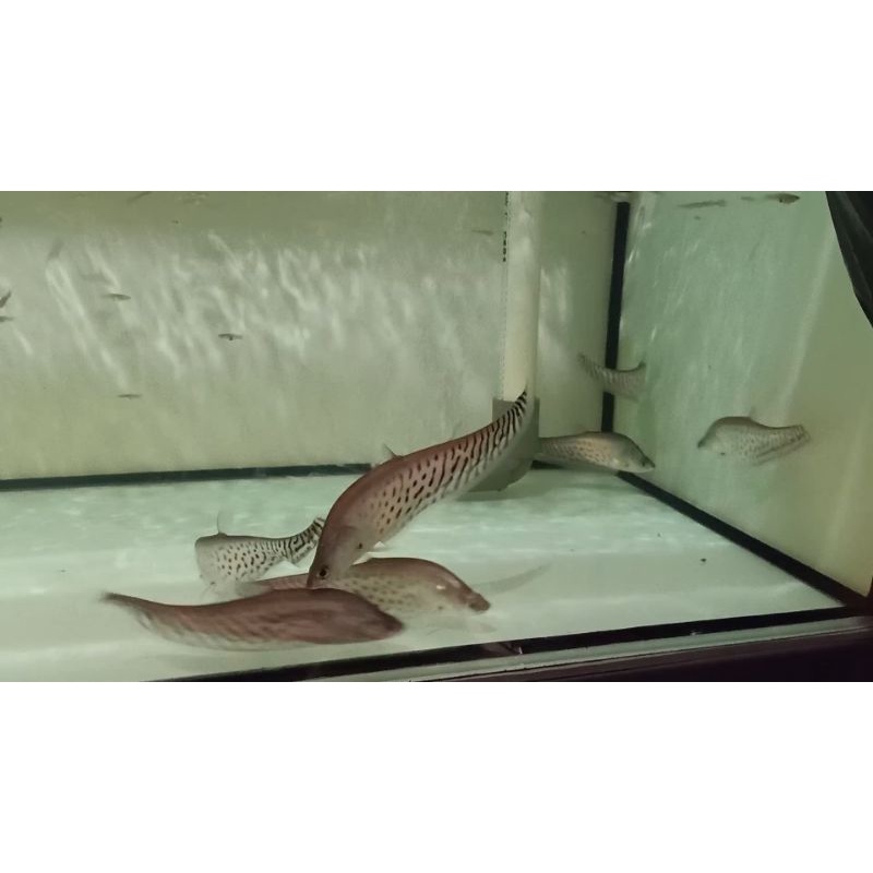 Hiasan Aquarium Belida Royale